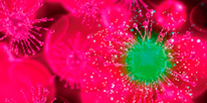 enzimas_aloe_Mind-and-Beauty